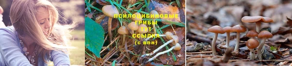 дурь Зеленокумск