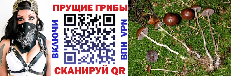 Галлюциногенные грибы Psilocybine cubensis  Купить где  Баймак 